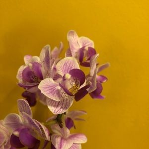 Meet your Posher, Elisa